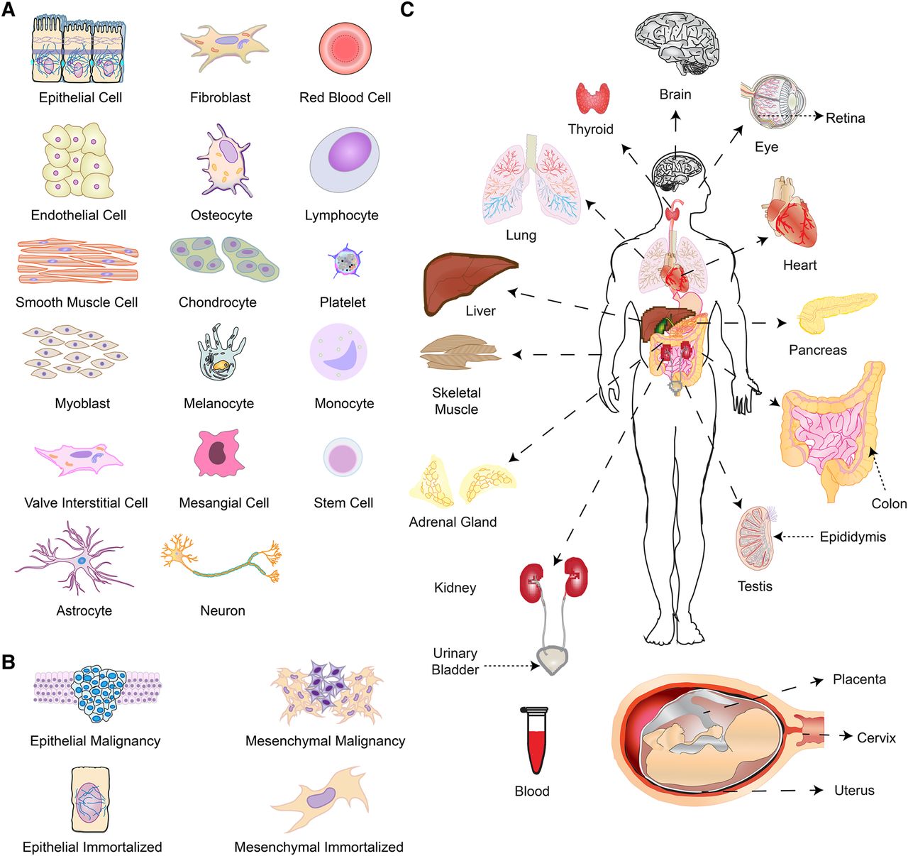 Toward the human cellular microRNAome